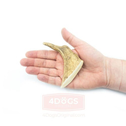 4DOGS Fallow Deer Antler elnio ragas - Zoobazė.lt
