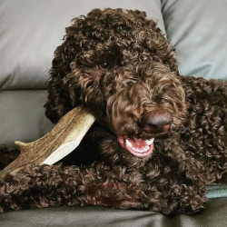 4DOGS Fallow Deer Antler elnio ragas - Zoobazė.lt