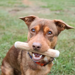 4DOGS Cinnamon Wood cinamono medienos kramtalas - Zoobazė.lt