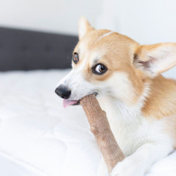 Petstages Dogwood Stick kramtalas S - Zoobaze.lt