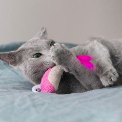 Catstages Dental Shrimpies žaislas su katžole katėms 2 vnt - Zoobaze.lt