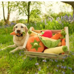 P.L.A.Y. Garden Fresh morka žaislas šunims - Zoobaze.lt