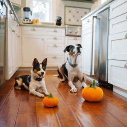 P.L.A.Y. Garden Fresh moliūgas žaislas šunims - Zoobaze.lt