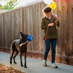 P.L.A.Y. Party Time balionas žaislas šunims - Zoobaze.lt