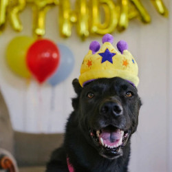 P.L.A.Y. Party Time karūna žaislas šunims - Zoobaze.lt