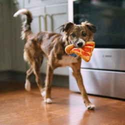 P.L.A.Y. Snack Attack pica žaislas šunims - Zoobaze.lt