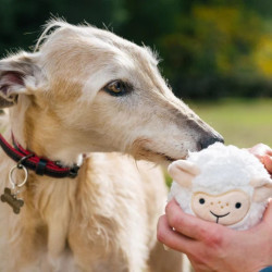 P.L.A.Y. Barnyard Buddies avis žasilas šunims - Zoobaze.lt