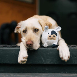 P.L.A.Y. Barnyard Buddies karvė žasilas šunims - Zoobaze.lt