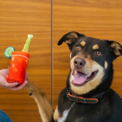 P.L.A.Y. Barking Brunch kokteilis žaislas šunims - Zoobaze.lt