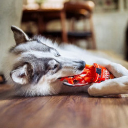 P.L.A.Y. International makaronai žaislas šunims - Zoobaze.lt