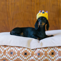 P.L.A.Y. Party Time karūna žaislas šunims - Zoobaze.lt