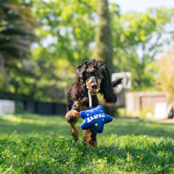 P.L.A.Y. Party Time balionas žaislas šunims - Zoobaze.lt