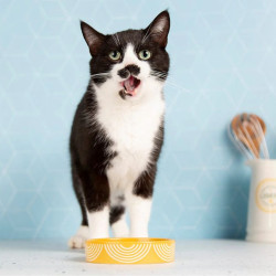 Scruffs Aztec Saucer dubenėlis katėms ir šunims - Zoobazė.lt