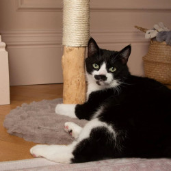 Scruffs Rockies draskyklė katėms - Zoobazė.lt