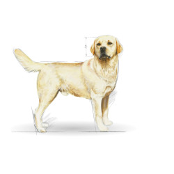 Royal Canin Labrador Retriever Adult sausas maistas šunims