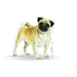 Royal Canin Pug Adult sausas maistas šunims